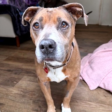 Lily, an adoptable Mixed Breed in Medford, OR, 97501 | Photo Image 2