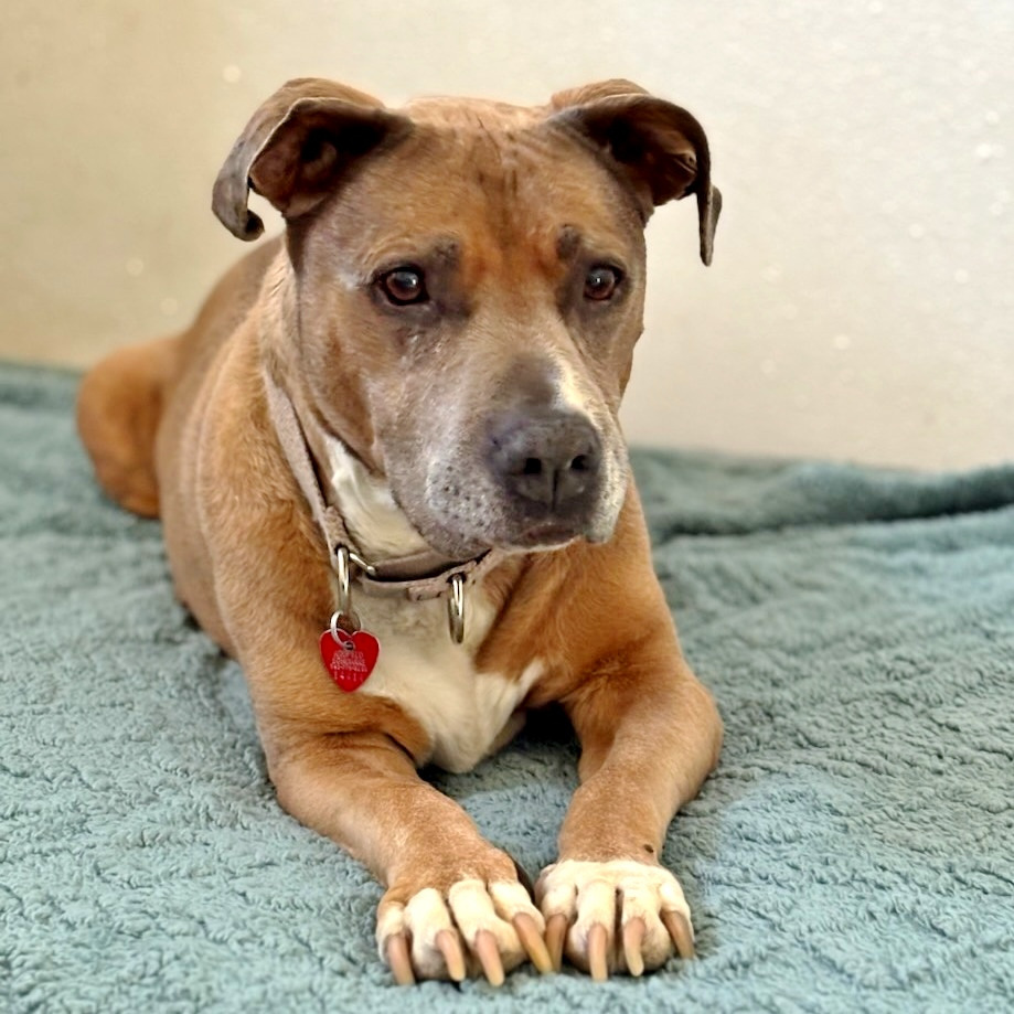 Lily, an adoptable Mixed Breed in Medford, OR, 97501 | Photo Image 4