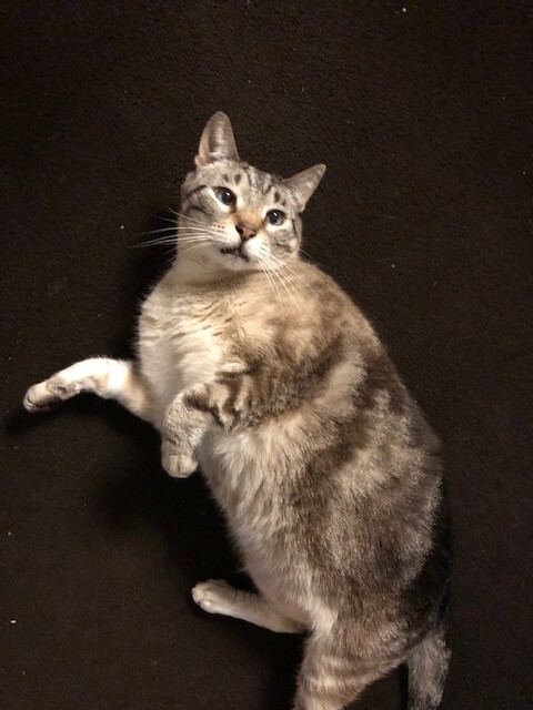 Agatha, an adoptable Domestic Short Hair in Fort Collins, CO, 80524 | Photo Image 1