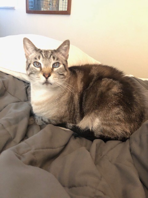 Agatha, an adoptable Domestic Short Hair in Fort Collins, CO, 80524 | Photo Image 2