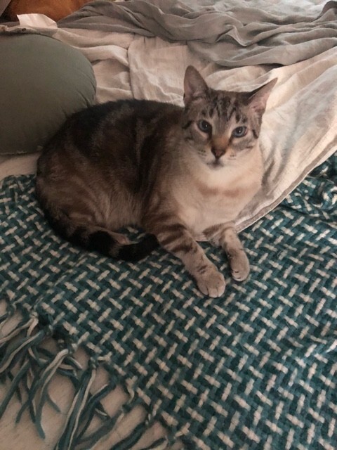 Agatha, an adoptable Domestic Short Hair in Fort Collins, CO, 80524 | Photo Image 3