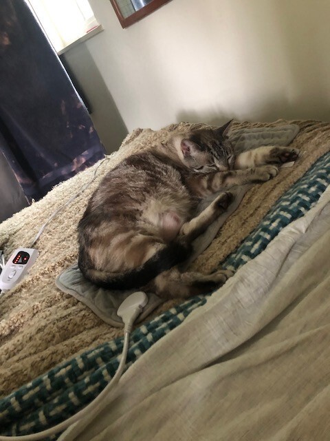 Agatha, an adoptable Domestic Short Hair in Fort Collins, CO, 80524 | Photo Image 5