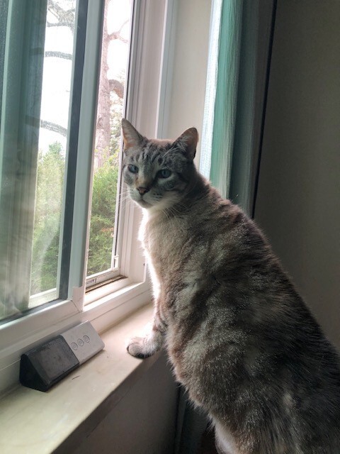 Agatha, an adoptable Domestic Short Hair in Fort Collins, CO, 80524 | Photo Image 6