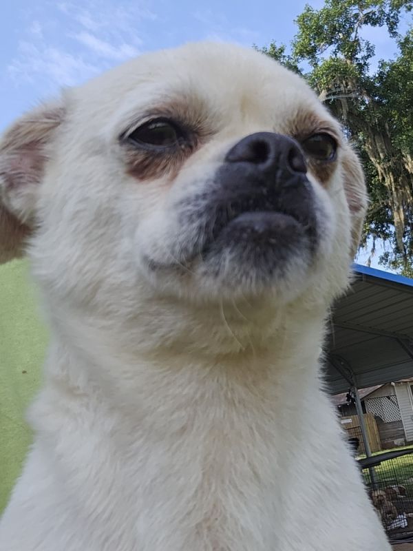 Gidget