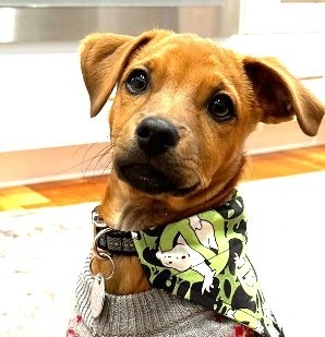 Bowser