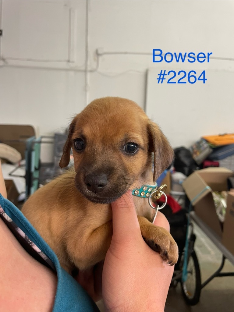 Bowser