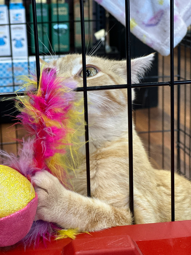Snicklefritz, an adoptable Domestic Short Hair in Calgary, AB, T3S 0C5 | Photo Image 3