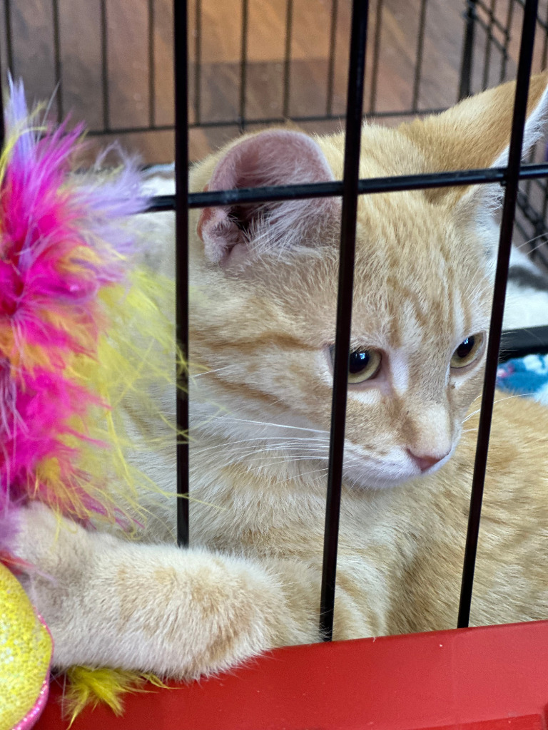 Snicklefritz, an adoptable Domestic Short Hair in Calgary, AB, T3S 0C5 | Photo Image 5