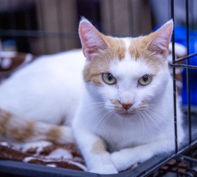 Spinney, an adoptable Domestic Short Hair in Calgary, AB, T3S 0C5 | Photo Image 1