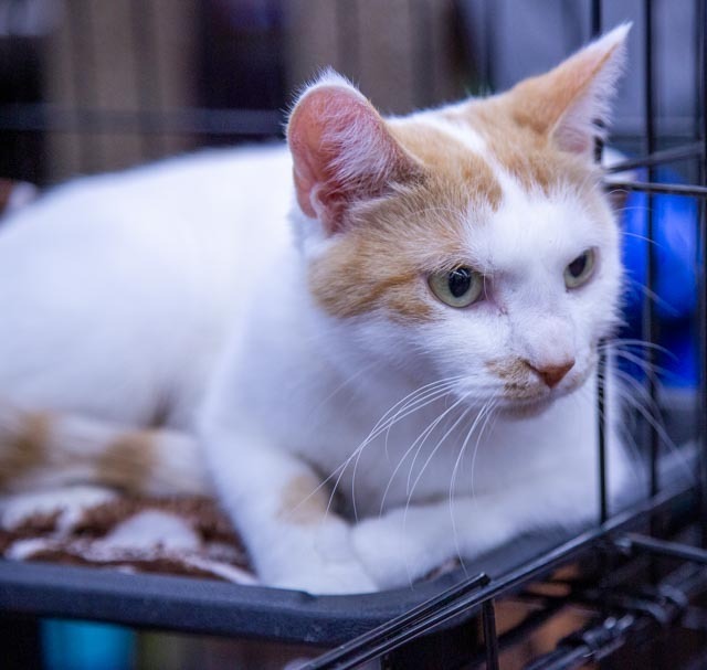 Spinney, an adoptable Domestic Short Hair in Calgary, AB, T3S 0C5 | Photo Image 2