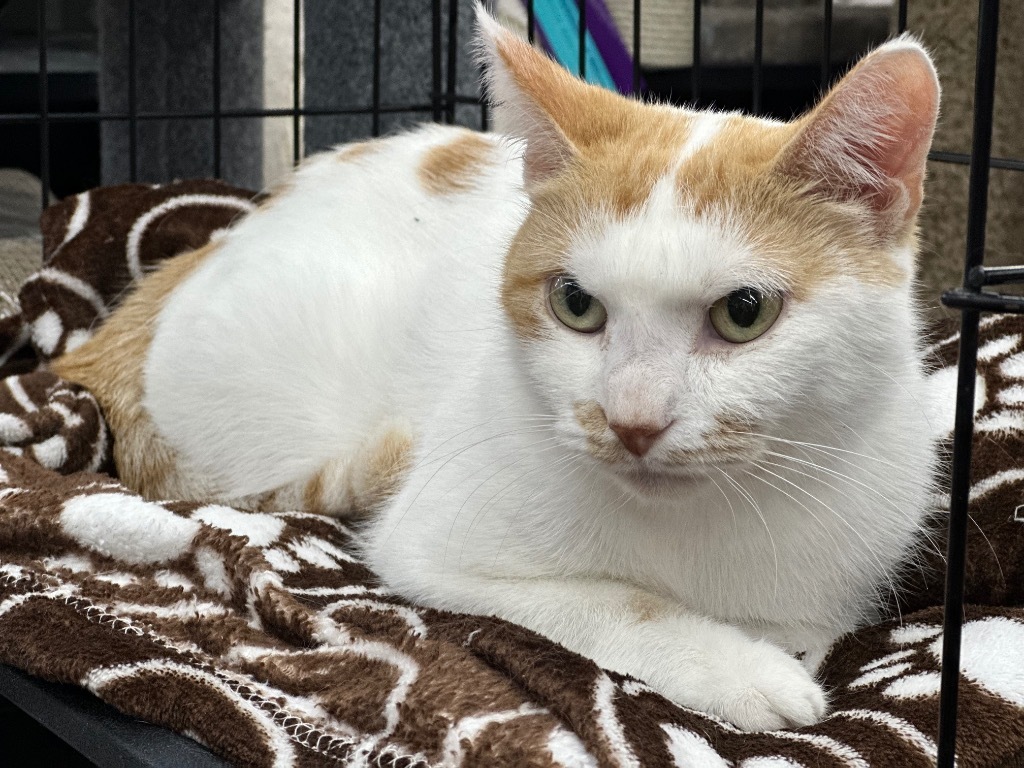 Spinney, an adoptable Domestic Short Hair in Calgary, AB, T3S 0C5 | Photo Image 3