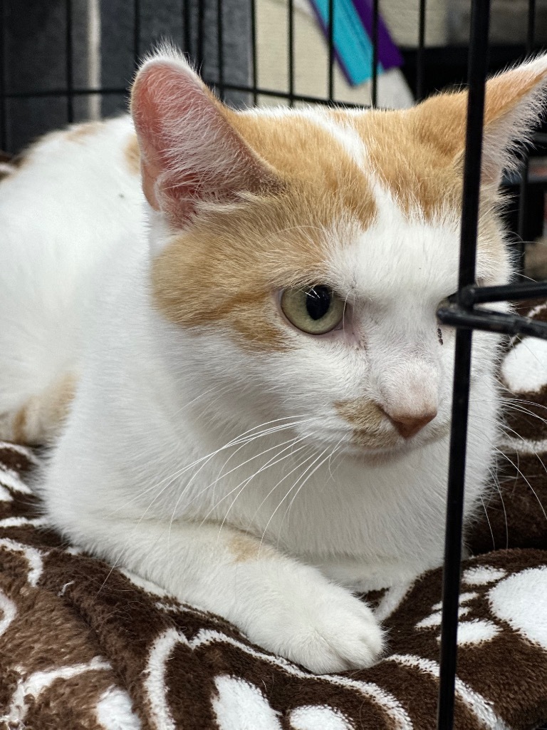 Spinney, an adoptable Domestic Short Hair in Calgary, AB, T3S 0C5 | Photo Image 4