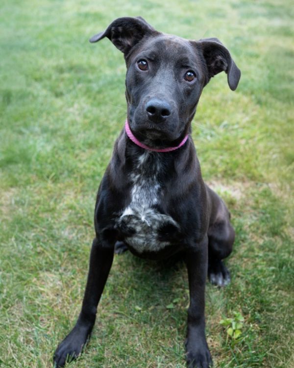 Lulu