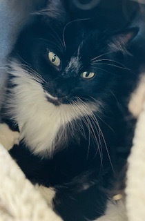 Princess Petunia