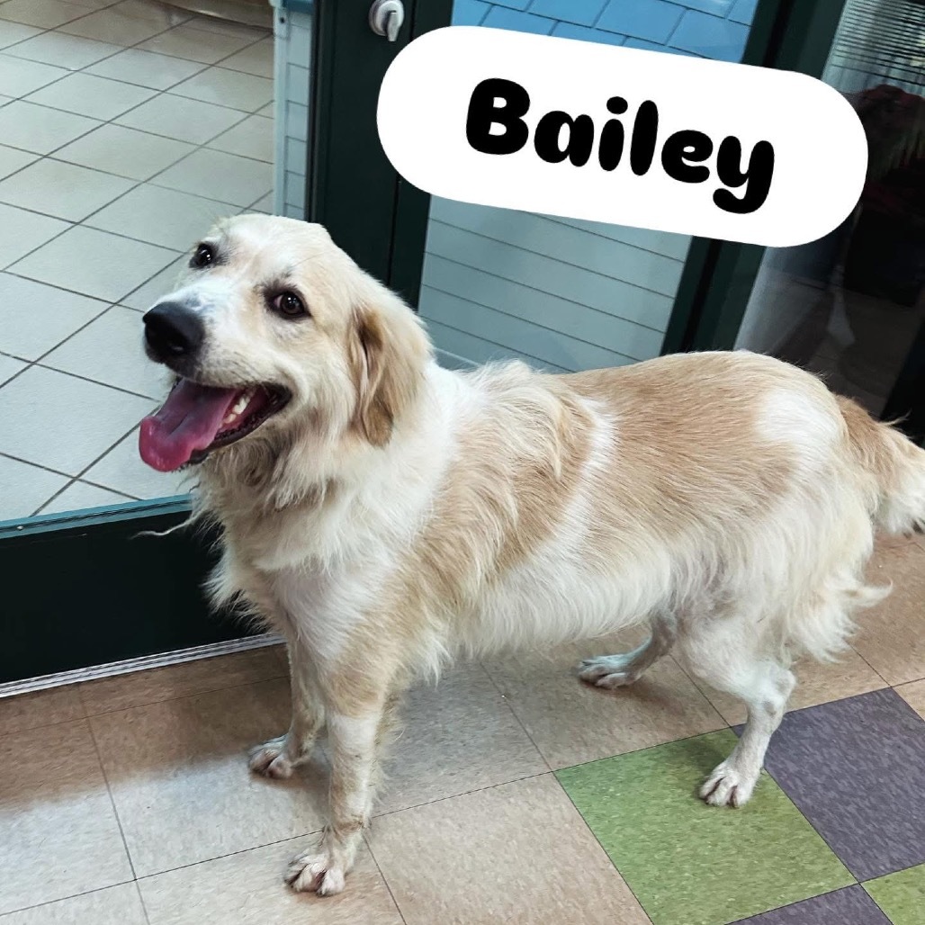 Bailey
