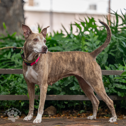Angelina, an adoptable Whippet, Mixed Breed in Honolulu, HI, 96826 | Photo Image 1
