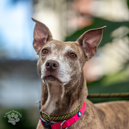 Angelina, an adoptable Whippet, Mixed Breed in Honolulu, HI, 96826 | Photo Image 2