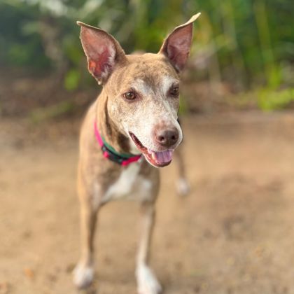 Angelina, an adoptable Whippet, Mixed Breed in Honolulu, HI, 96826 | Photo Image 3
