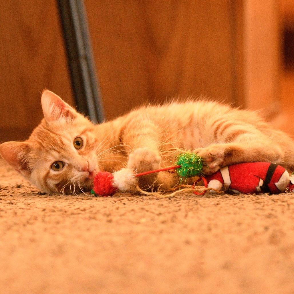 Citrus, an adoptable Domestic Short Hair in Bismarck, ND, 58507 | Photo Image 1