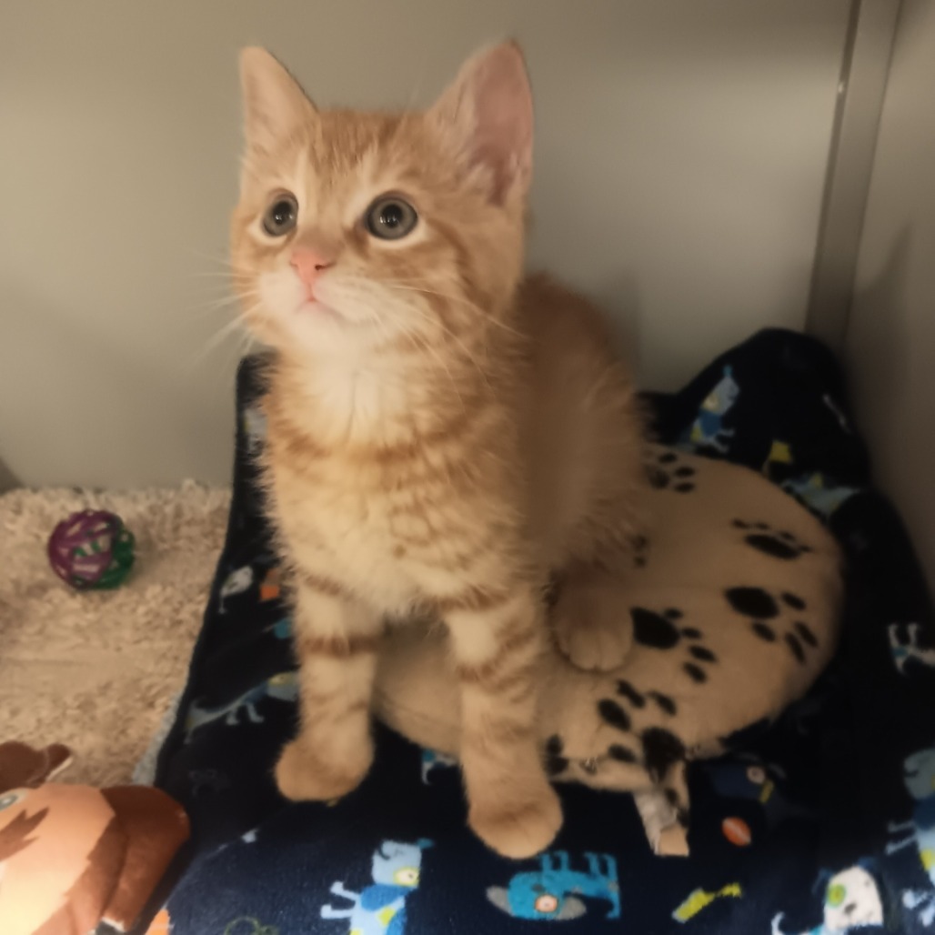 Citrus, an adoptable Domestic Short Hair in Bismarck, ND, 58507 | Photo Image 2