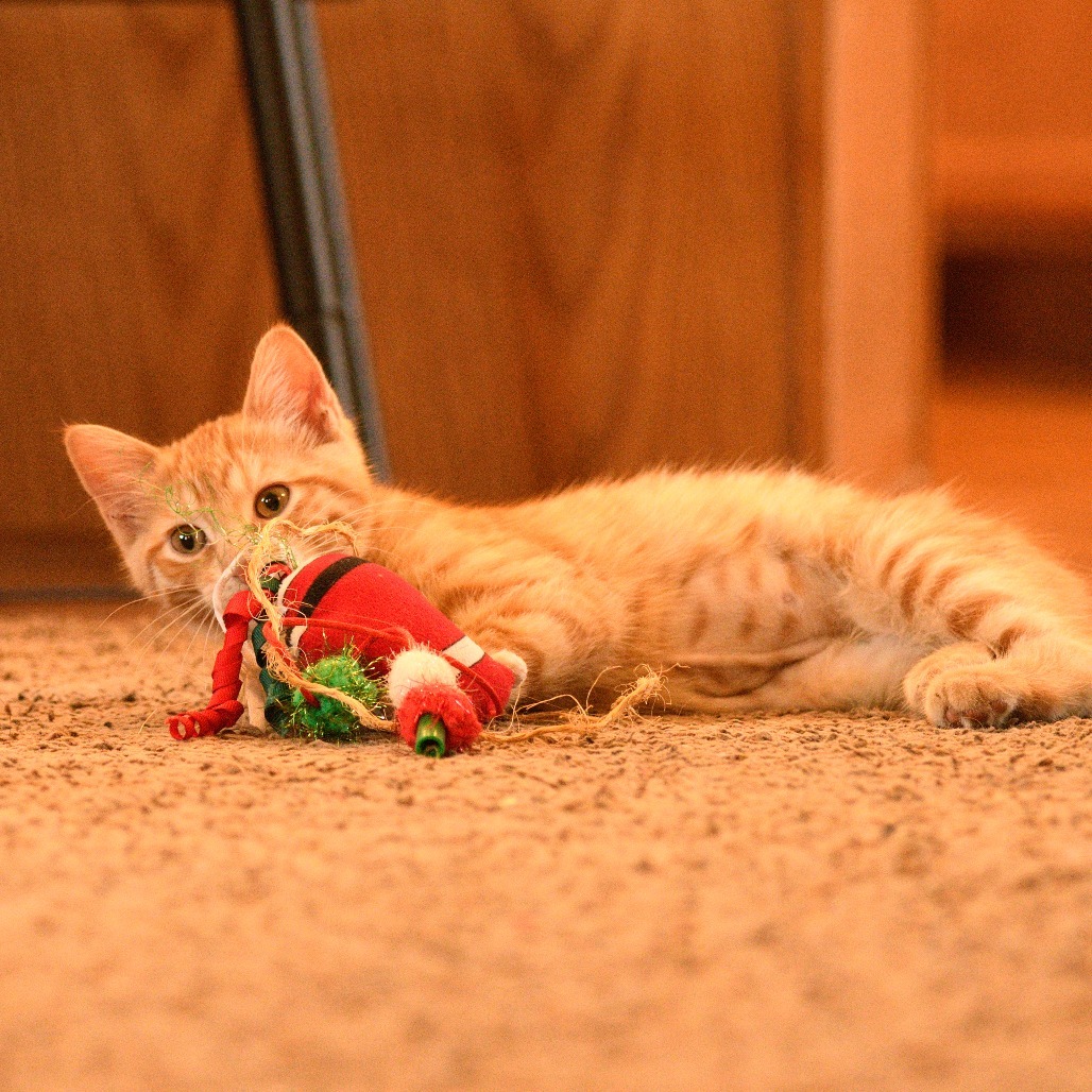 Citrus, an adoptable Domestic Short Hair in Bismarck, ND, 58507 | Photo Image 3