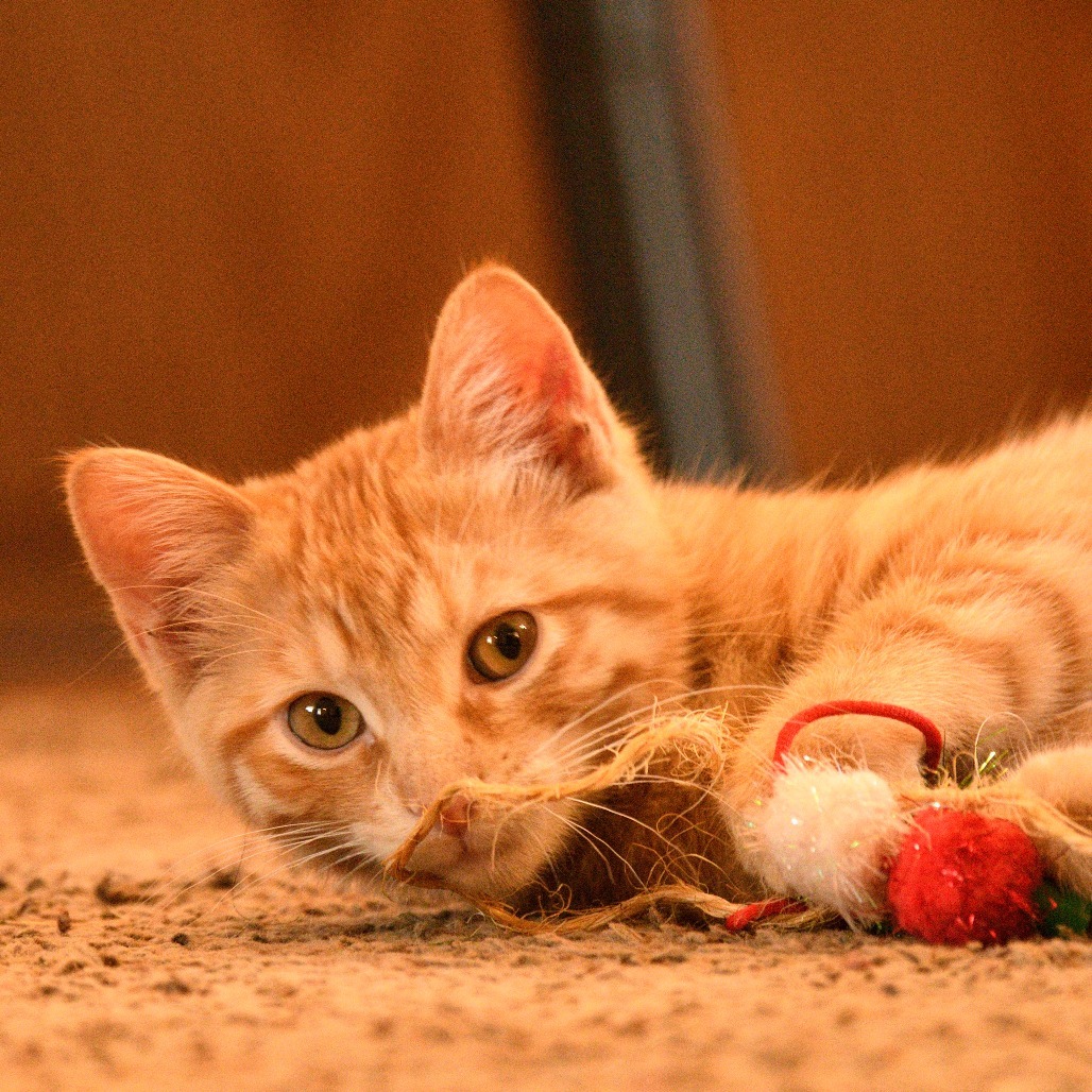 Citrus, an adoptable Domestic Short Hair in Bismarck, ND, 58507 | Photo Image 4