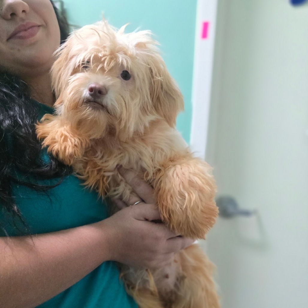 CT Miss Piggy avail Sept 17