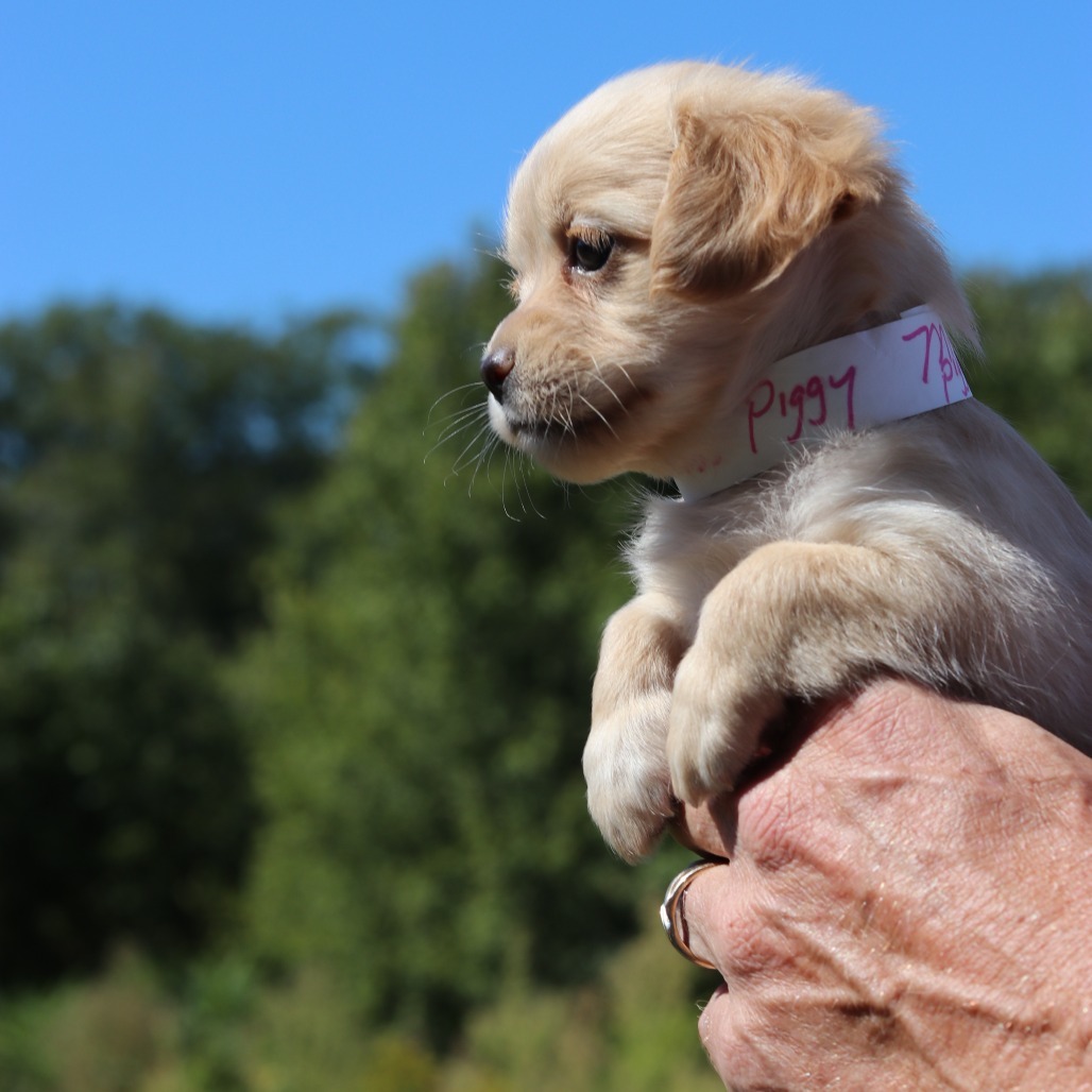 CT Miss Piggy avail Sept 17
