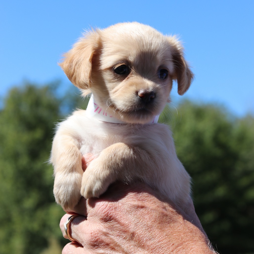 CT Miss Piggy avail Sept 17