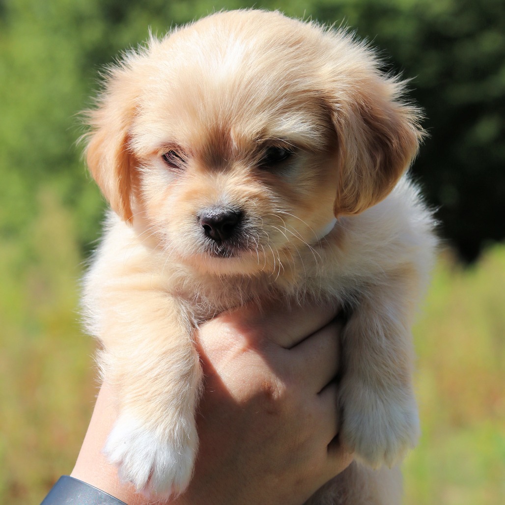 CT Oscar avail Sept 17