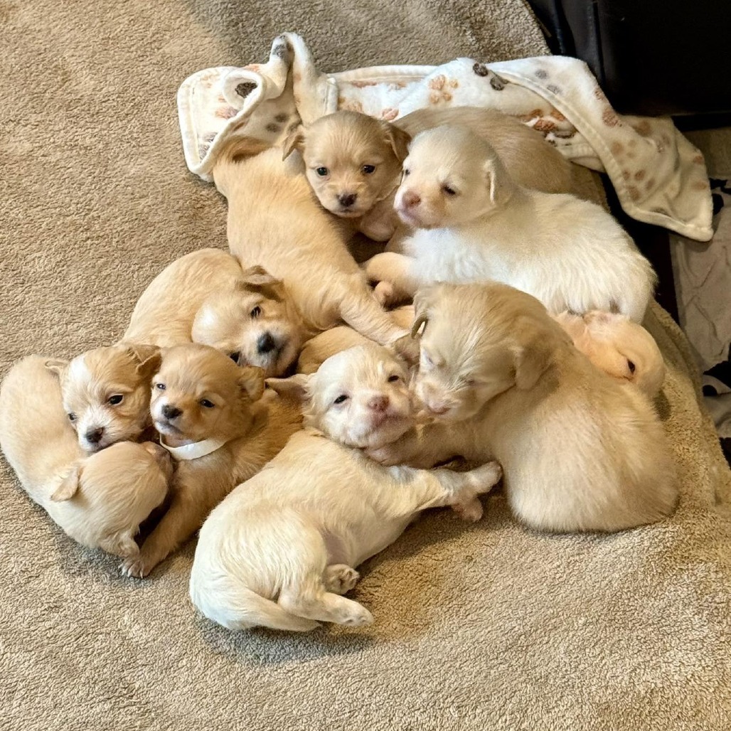 CT Oscar avail Sept 17