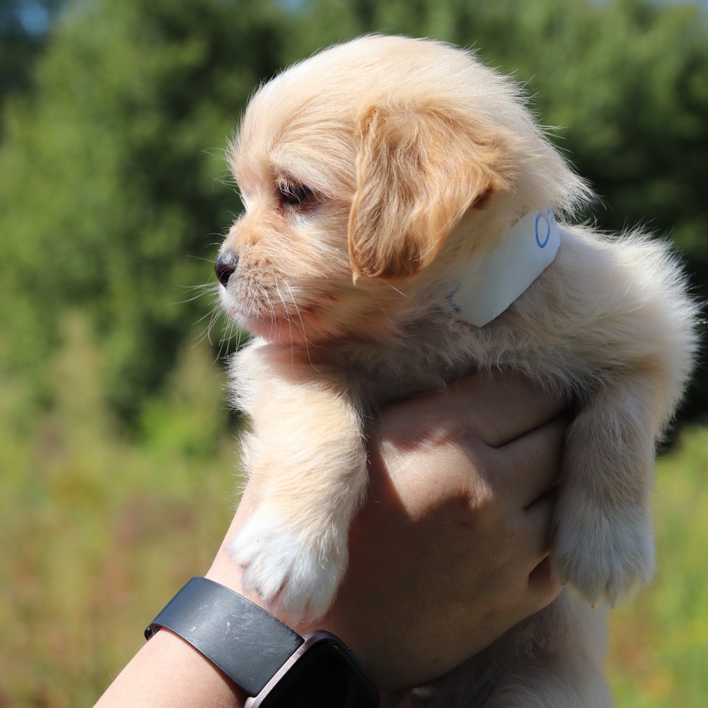 CT Oscar avail Sept 17
