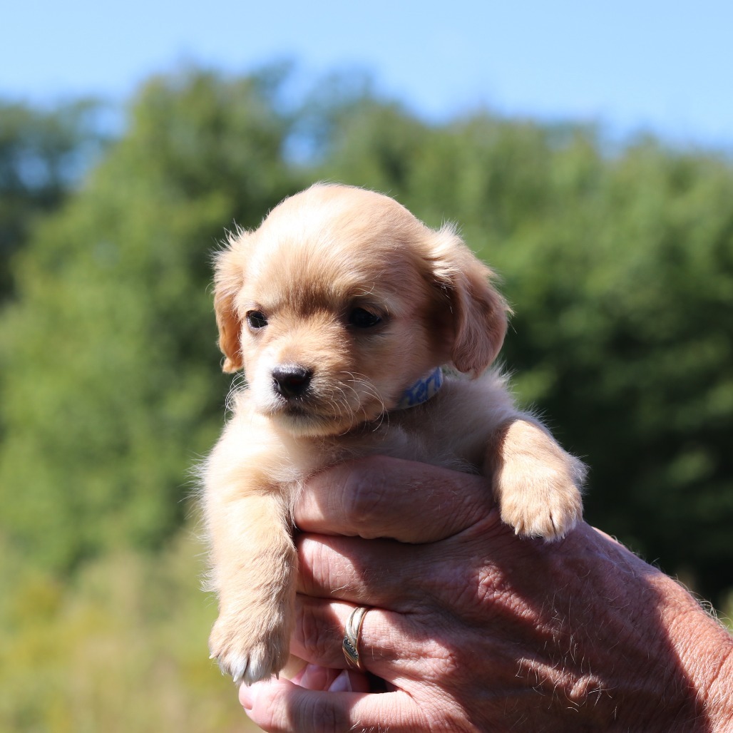 CT Kermit avail Sept 17