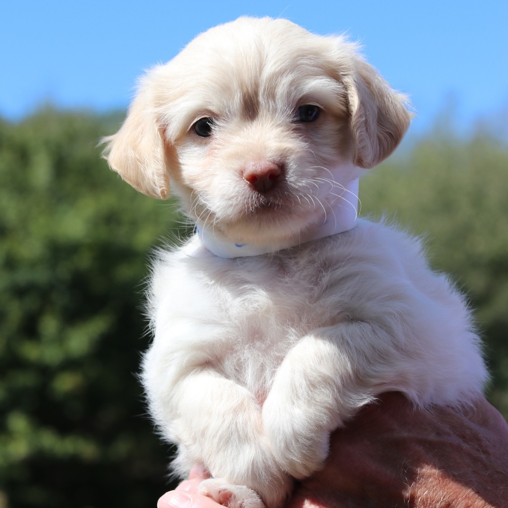 CT Fozzie avail Sept 17