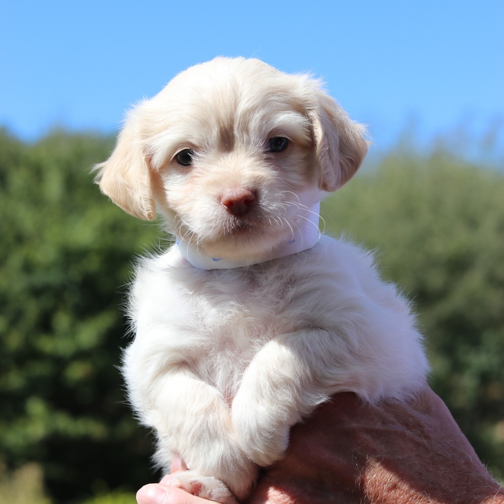CT Fozzie avail Sept 17