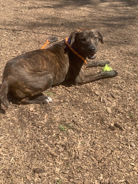 Nova