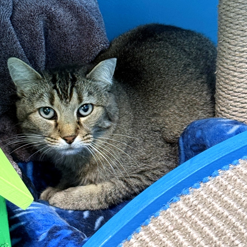 Taffy, an adoptable Domestic Medium Hair in Cheyenne, WY, 82007 | Photo Image 1