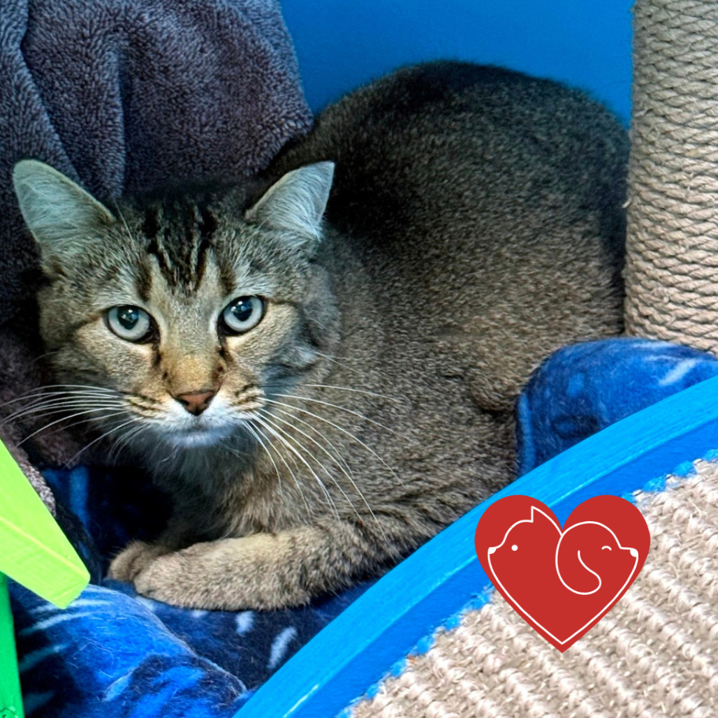 Taffy, an adoptable Domestic Medium Hair in Cheyenne, WY, 82007 | Photo Image 1