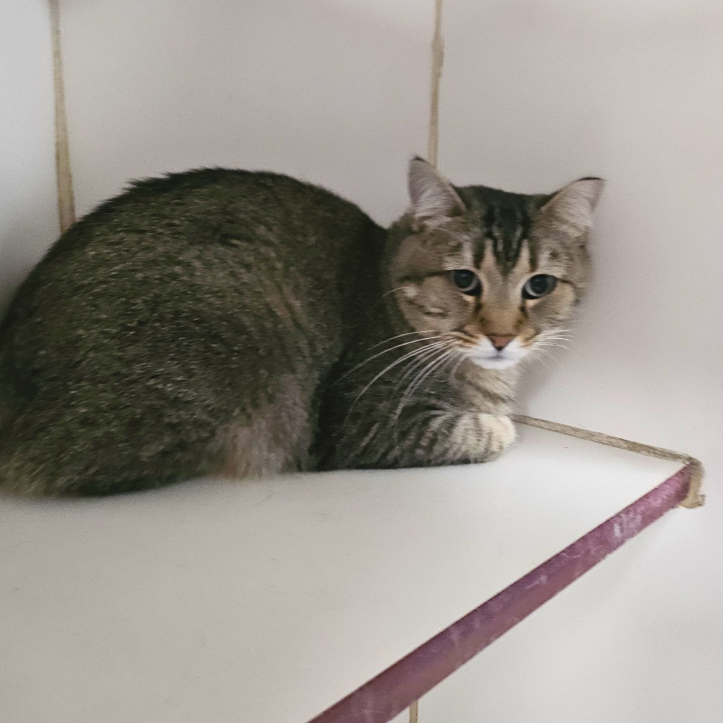 Taffy, an adoptable Domestic Medium Hair in Cheyenne, WY, 82007 | Photo Image 2