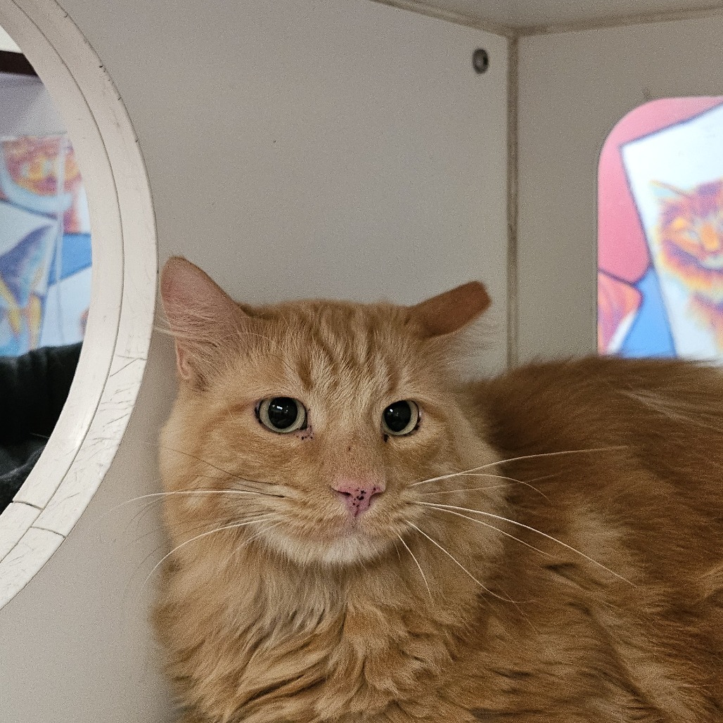 Rags, an adoptable Domestic Long Hair in Cheyenne, WY, 82007 | Photo Image 1