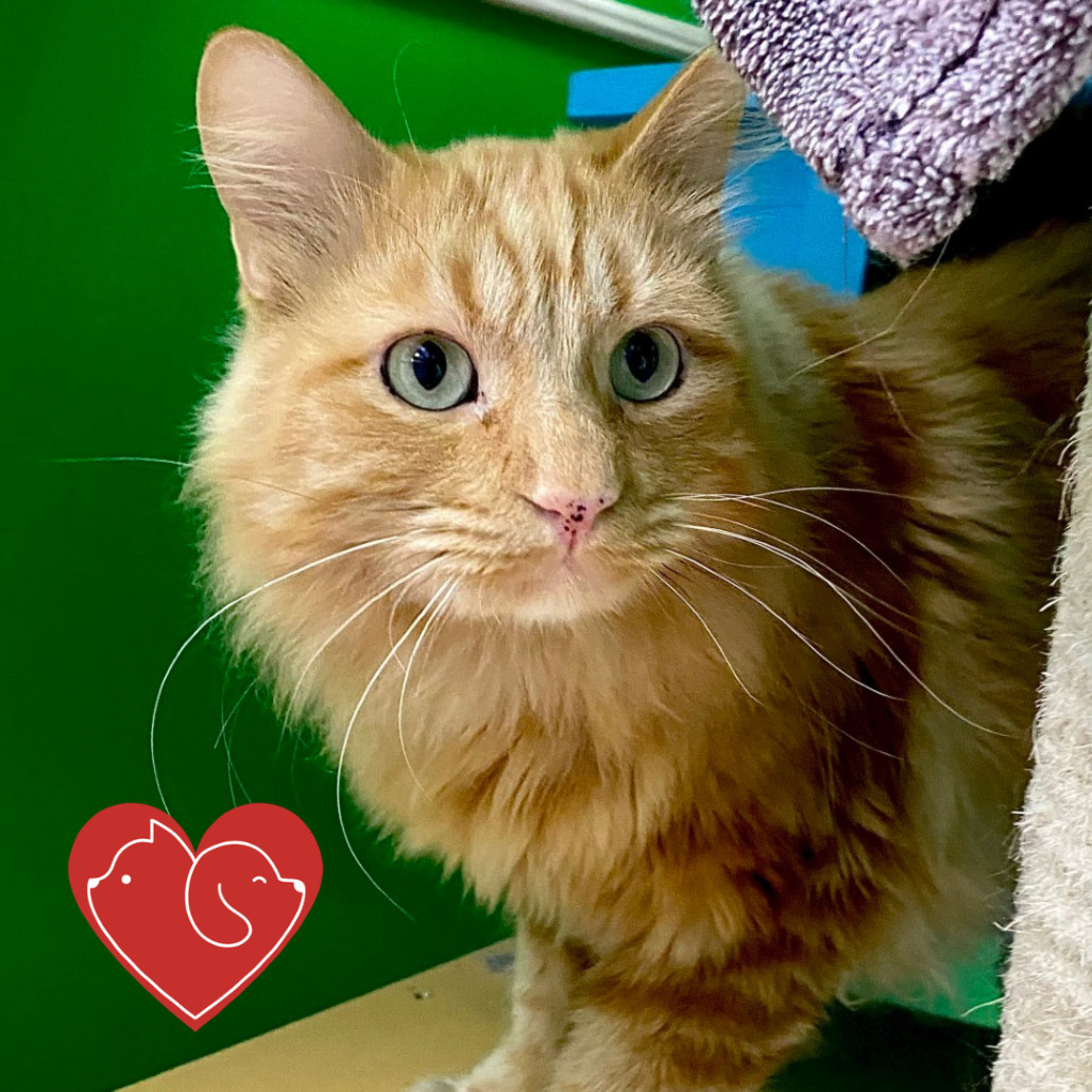 Rags, an adoptable Domestic Long Hair in Cheyenne, WY, 82007 | Photo Image 1