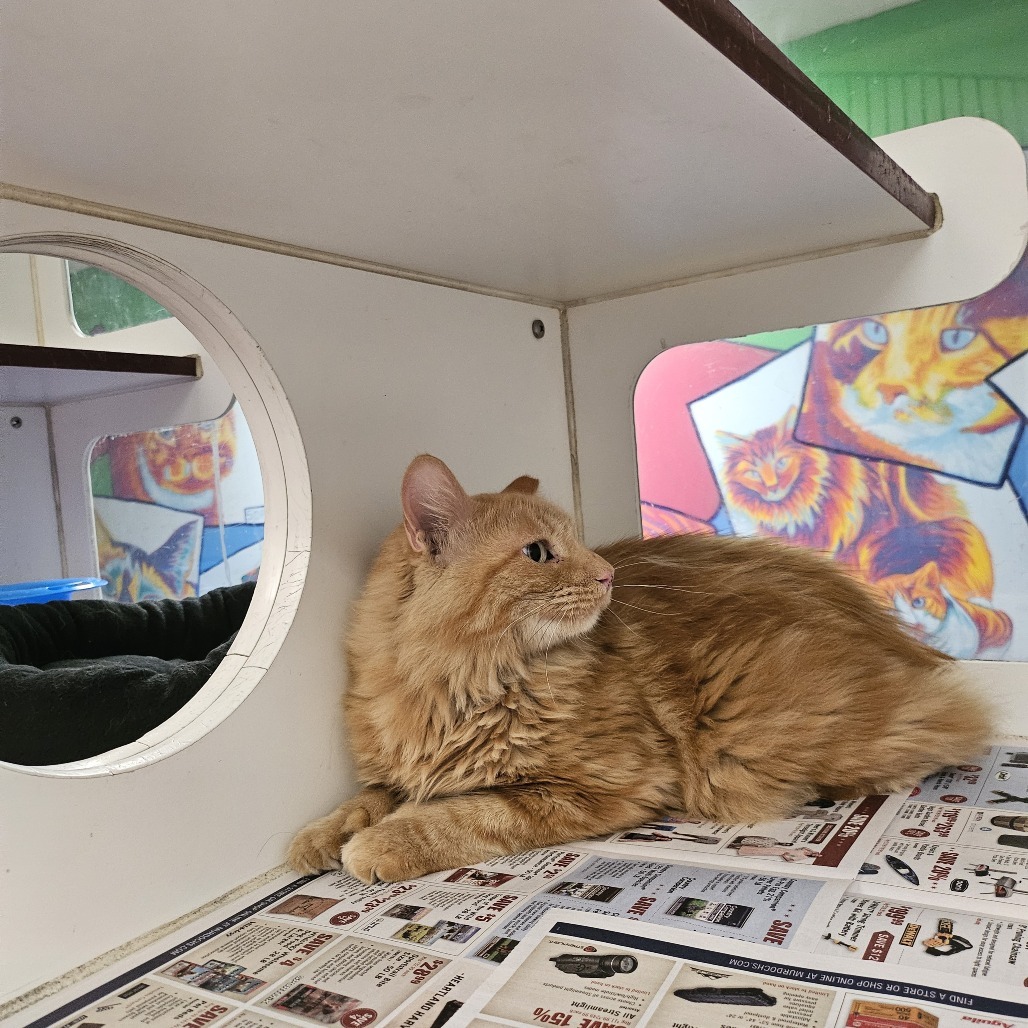 Rags, an adoptable Domestic Long Hair in Cheyenne, WY, 82007 | Photo Image 3