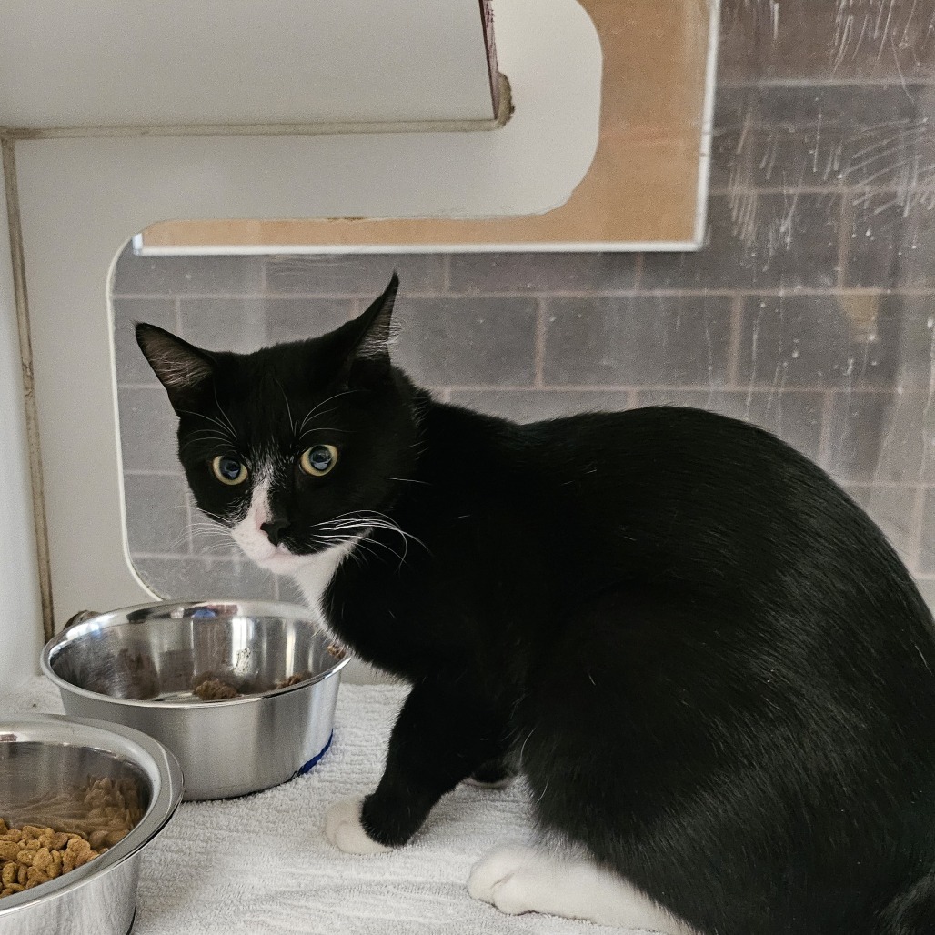 James Bond, an adoptable Domestic Short Hair in Cheyenne, WY, 82007 | Photo Image 1