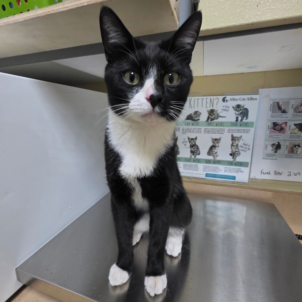 James Bond, an adoptable Domestic Short Hair in Cheyenne, WY, 82007 | Photo Image 2