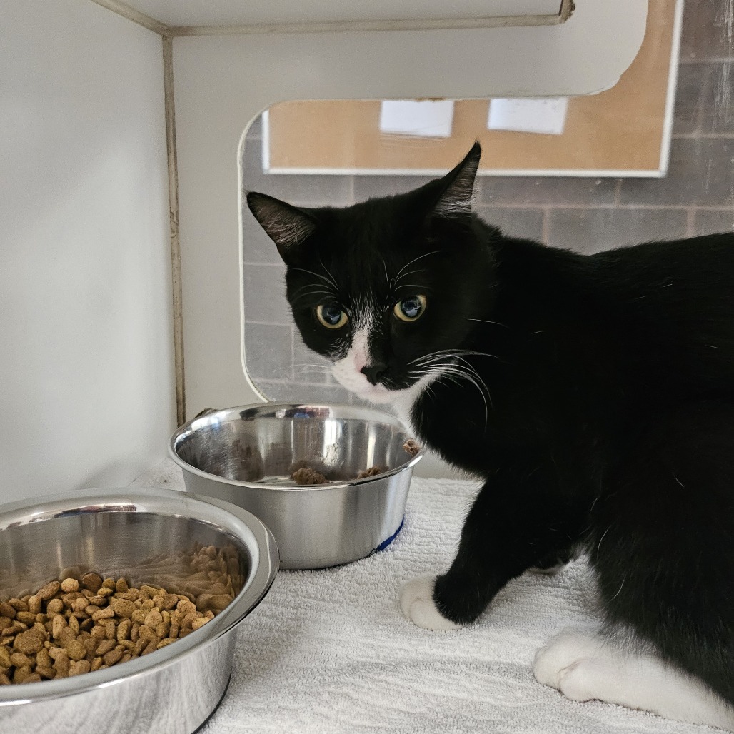 James Bond, an adoptable Domestic Short Hair in Cheyenne, WY, 82007 | Photo Image 3