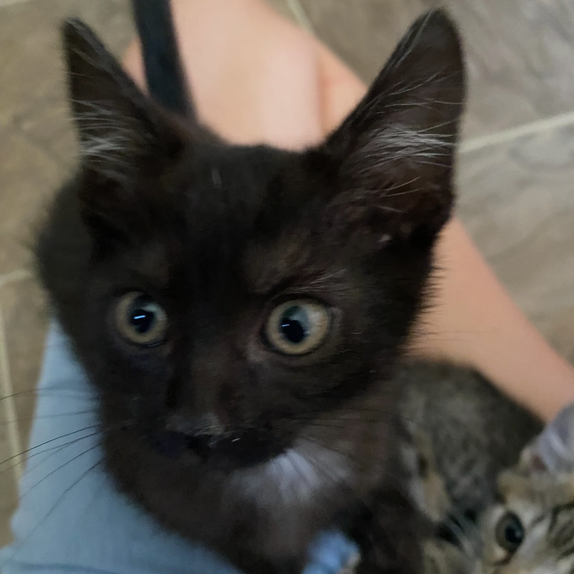 Pepper