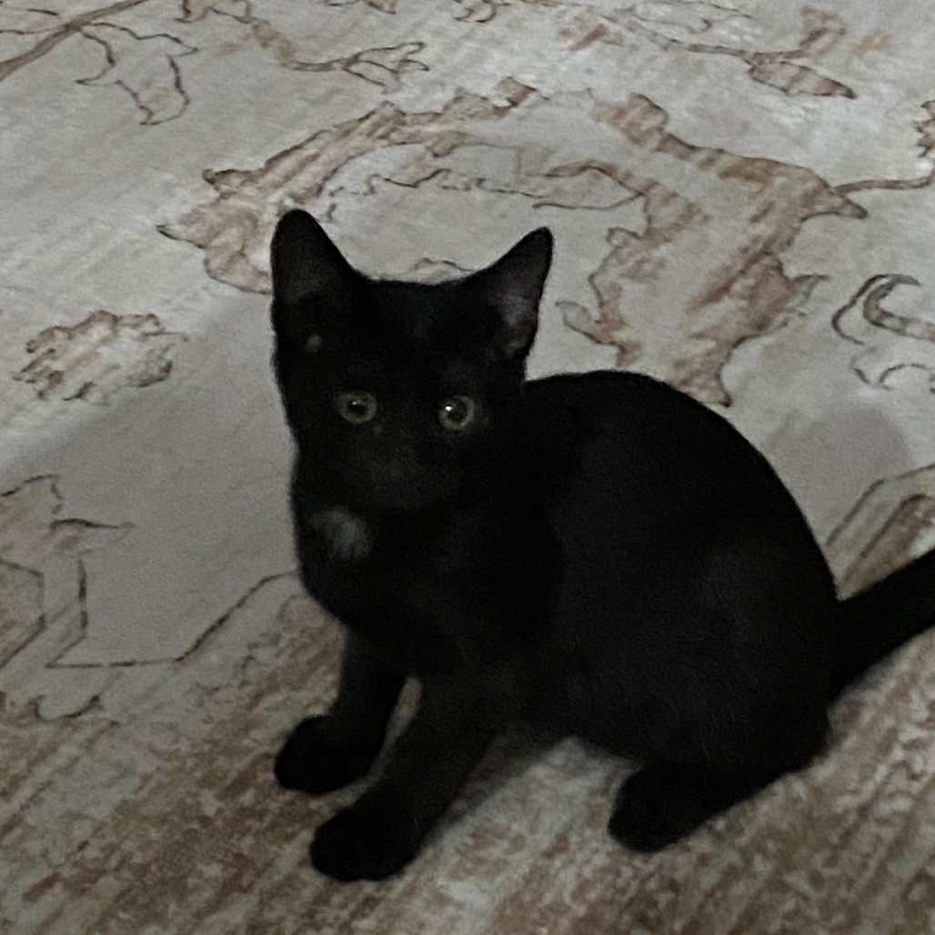 Pepper