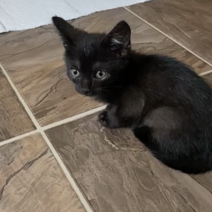 Pepper