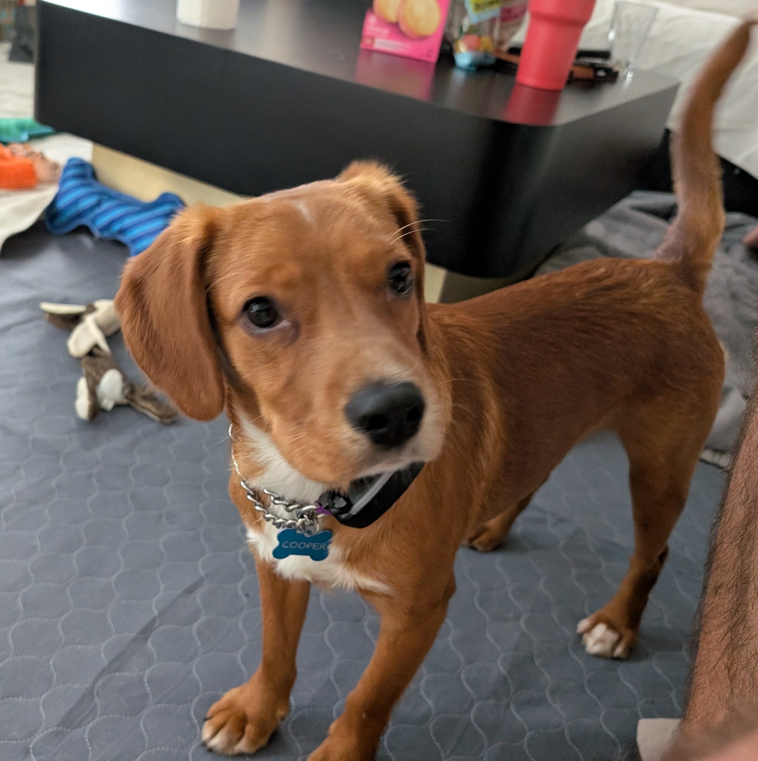 Cooper
