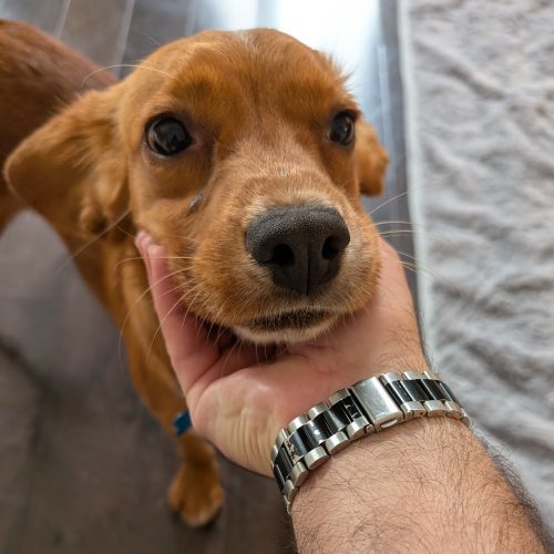 Cooper